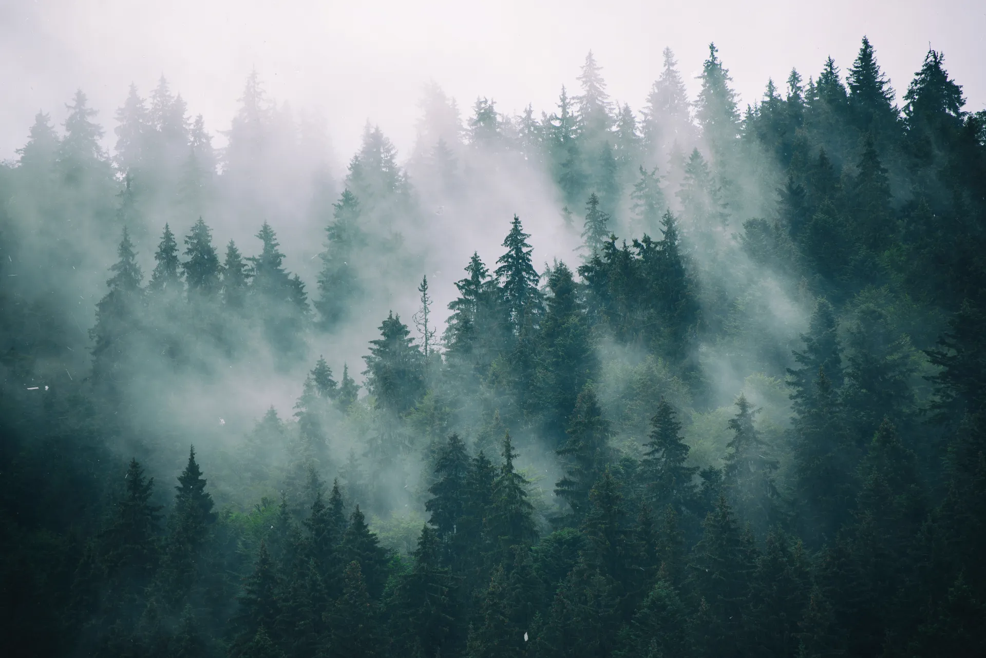 A forest in the mist